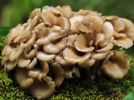 Maitake e Fertilidade: O Cogumelo que Pode Transformar Sua Jornada