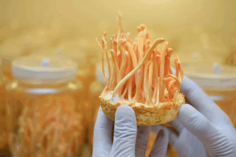 6 Benefícios do Cordyceps — Todos Apoiados pela Ciência