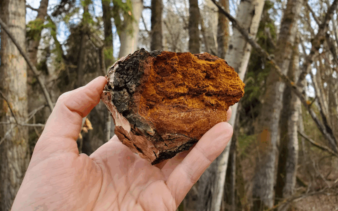 Cogumelo Chaga e COVID-19: o que a ciência descobriu sobre essa potência natural