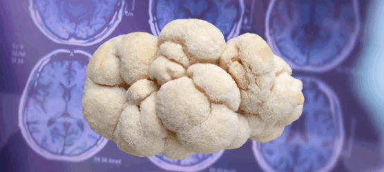 Juba de Leão e Alzheimer: o cogumelo que pode apoiar sua memória (e o tratamento médico)