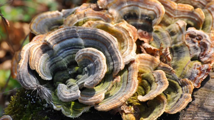 4 Benefícios do Cogumelo Turkey Tail para o Sistema Imune