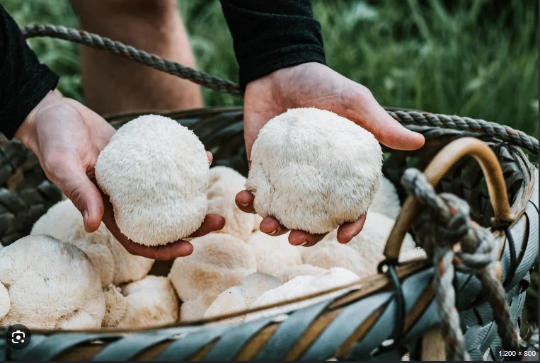 Juba de Leão e o Cérebro: A Surpreendente Conexão Revelada pela Ciência